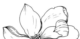 magnolia flower coloring book to print