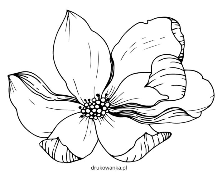 Libro para colorear Flor de magnolia para imprimir y en línea
