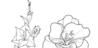 sword flower coloring book to print