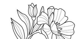 libro para colorear de flores de caléndula para imprimir