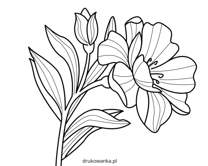 マリーゴールドの花の印刷用塗り絵