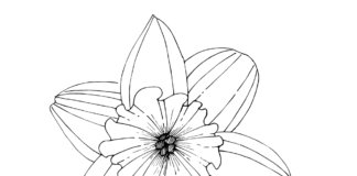 narcissus flower coloring book to print