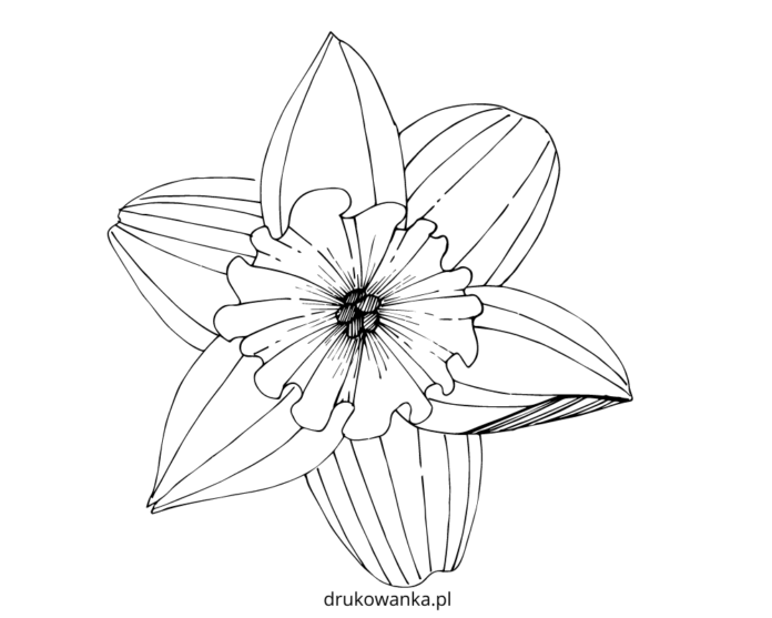 kwiat narcyz kolorowanka do drukowania