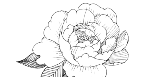 peony flower coloring book to print