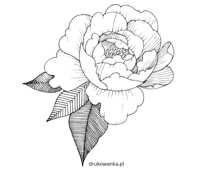 Libro para colorear de la flor de la peonía para imprimir y en línea