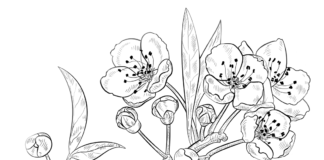 Immagine stampabile di fiori di ciliegio
