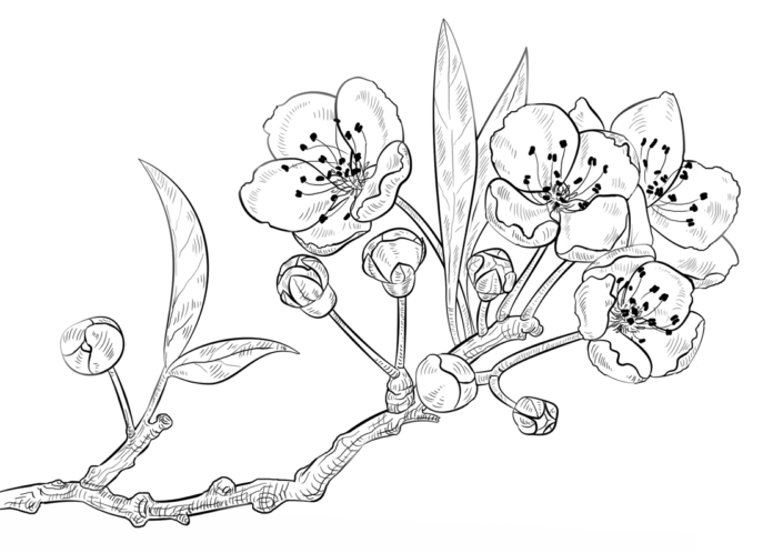 Immagine stampabile di fiori di ciliegio