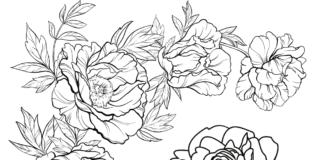 flowers peonies coloring book to print