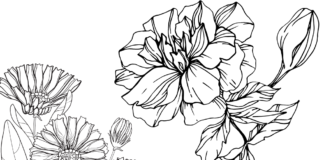 velvet flowers coloring book to print