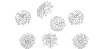 dahlia flowers coloring book to print