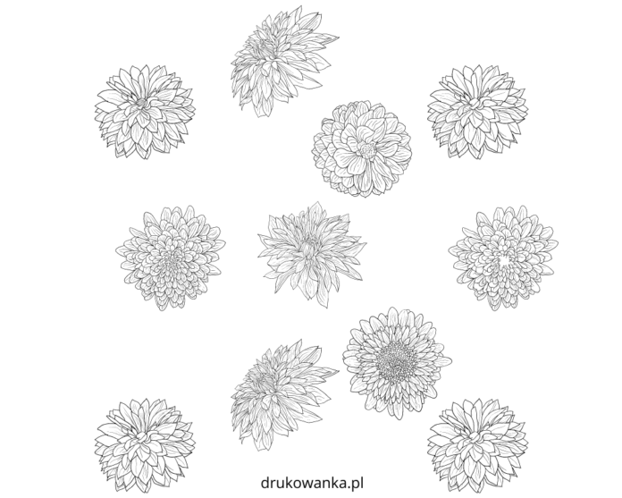 dália virágok nyomtatható színezőkönyv