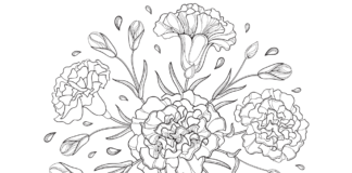 carnation flowers coloring book to print