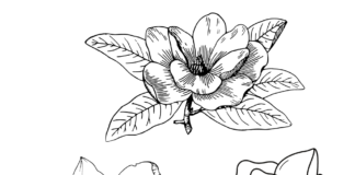 magnolia flowers coloring book to print