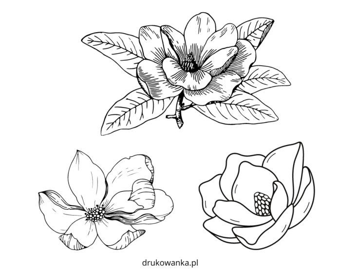 kwiaty magnolii kolorowanka do drukowania