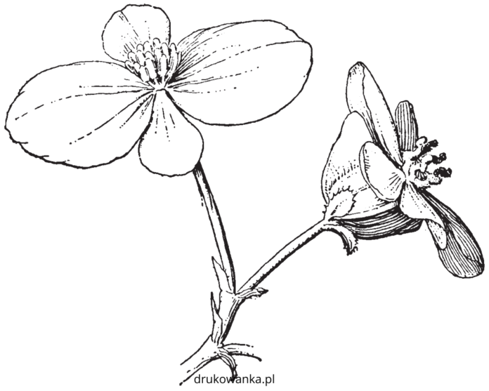 blomstrende begonia til udskrivning, der kan udskrives som malebog