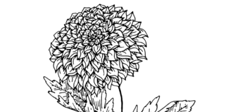 libro da colorare dahlia in fiore da stampare