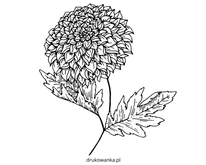 kvetoucí jiřina - omalovánky k vytisknutí