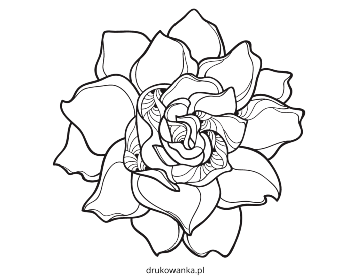 kwitnąca gardenia kolorowanka do drukowania