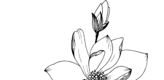 blooming magnolia coloring book to print