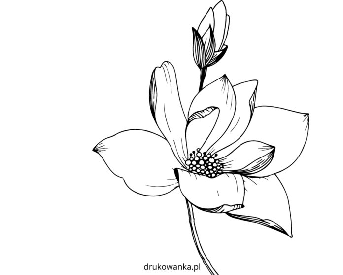 Magnolie in Blüte Malbuch zum Ausdrucken