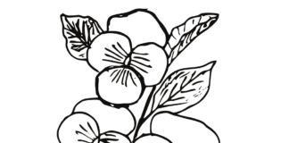 blooming pansies in spring coloring book to print