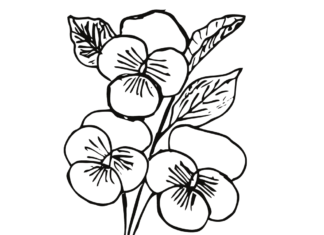 blooming pansies in spring coloring book to print