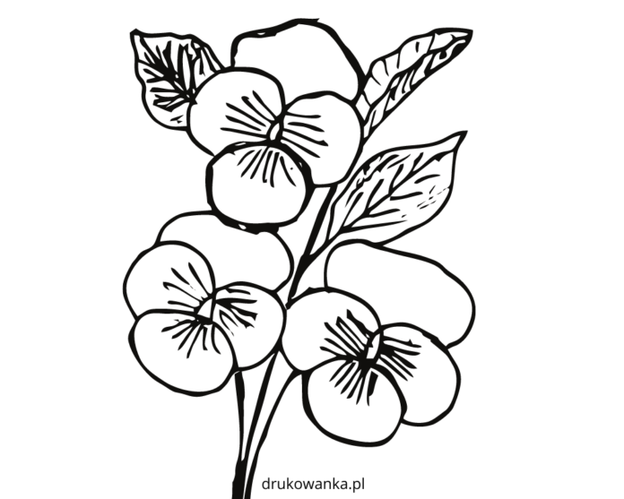 blooming pansies in spring coloring book to print