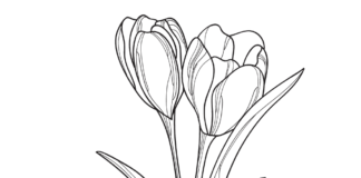 livre de coloriage crocus in bloom à imprimer