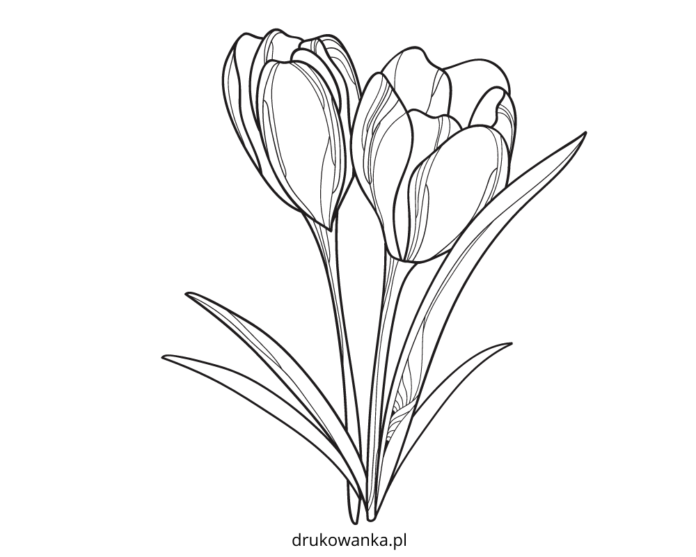 libro para colorear de azafranes en flor para imprimir