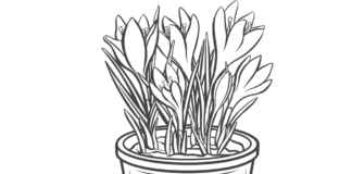 Flowering crocuses in a pot coloring book to print