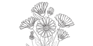 blooming marigolds coloring book to print