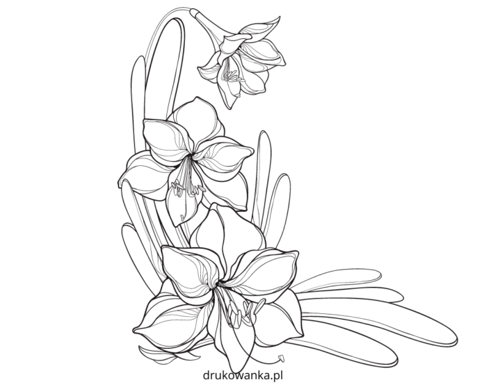kvetoucí amarylis omalovánky k vytisknutí