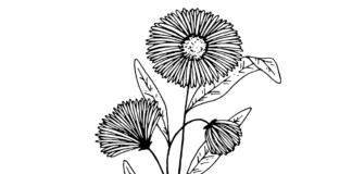 blooming aster coloring book to print