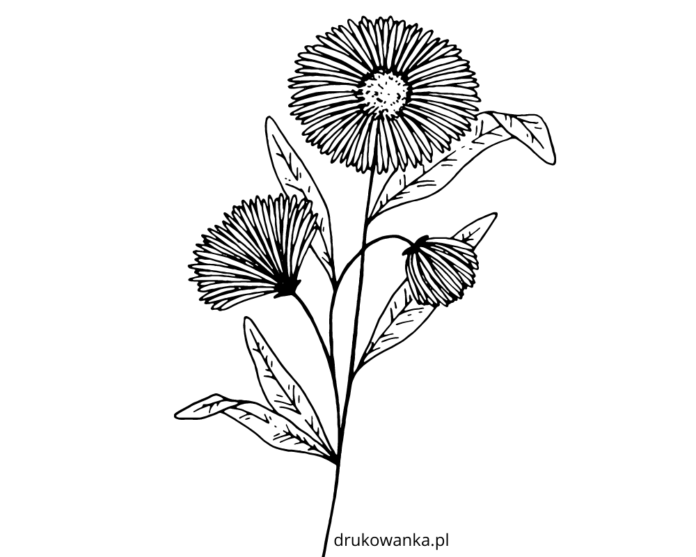 blooming aster coloring book to print