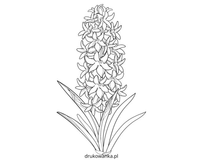 blomstrende hyacint til udskrivning af malebog