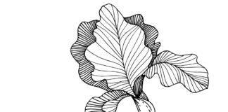 blooming iris coloring book to print