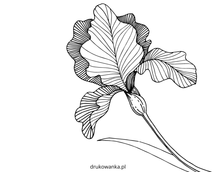 iris i blomst farvebog til udskrivning