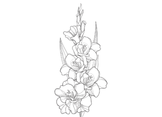 Blühende Gladiolen-Malbuch zum Ausdrucken
