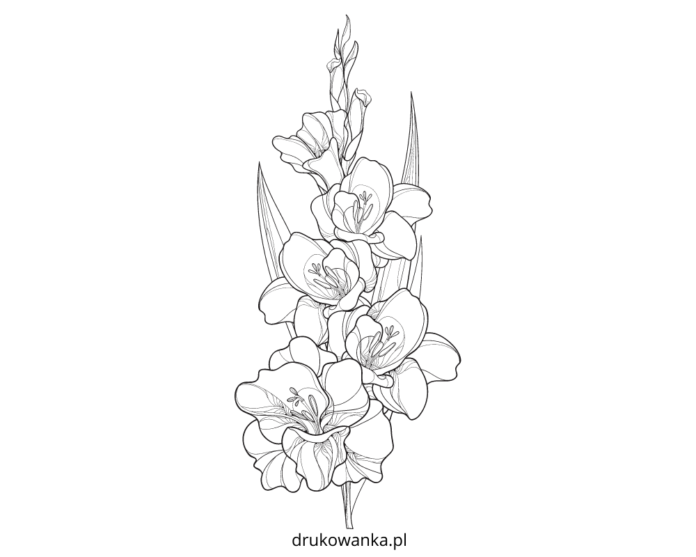 blomstrende gladiolus malebog til udskrivning