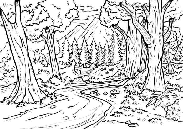 coniferous forest coloring book to print