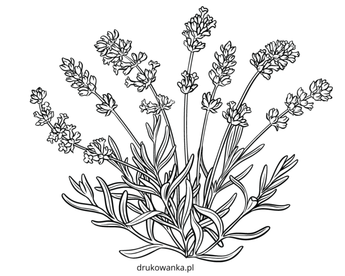 lavender in the garden coloring book to print