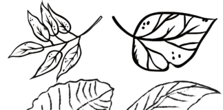 birch leaves coloring book to print