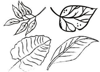 birch leaves coloring book to print