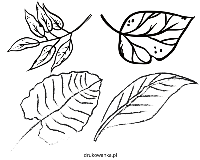foglie di betulla libro da colorare da stampare