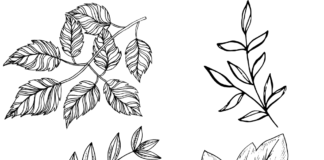 livre de coloriage de feuilles d'arbre à imprimer