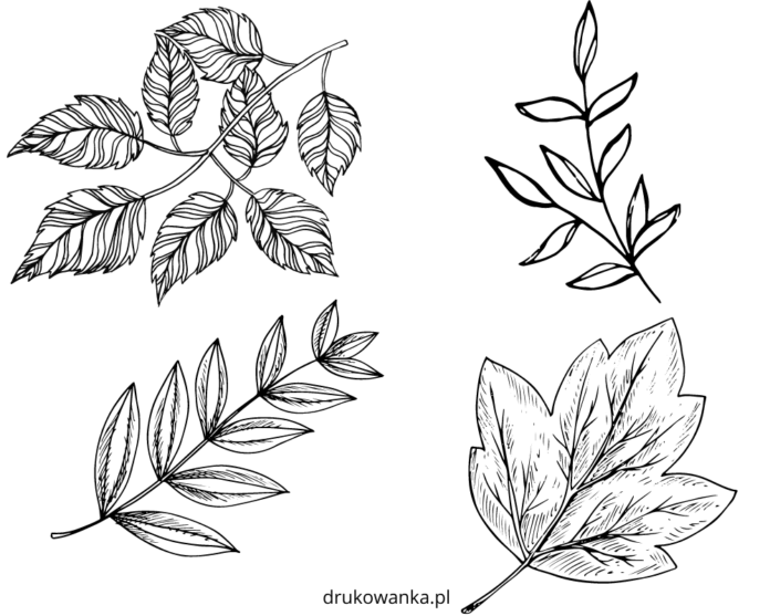 tree leaves coloring book to print