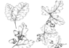 dubové listy omalovánky k vytisknutí