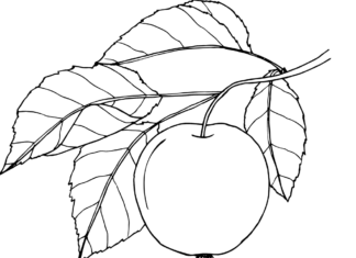 Listy jabloní na vytlačenie omaľovánky