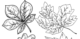 livre de coloriage des feuilles d'automne à imprimer