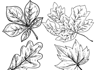 autumn leaves coloring book to print